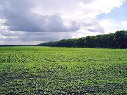 Земля сельскохозяйственного назначения